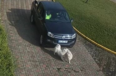 Valilik Konağı’ndaki "köpek ölümü" olayının görüntüleri ortaya çıktı 