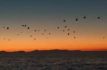 Van Gölü sahillerinde kuşların akşam göçü 