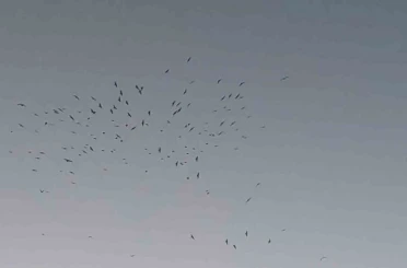 Van Gölü üzerinde kuş sürüsünün görsel şöleni 