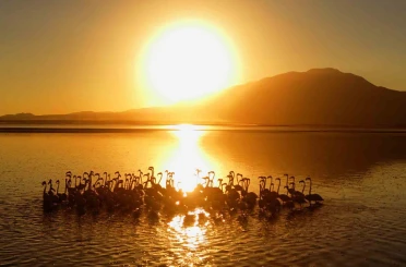 Van Gölü’nde gün batımıyla flamingoların güzelliği 