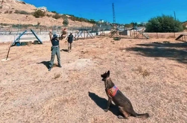 Van jandarmanın hassas burunlu can dostları parkurda ter döküyor 