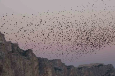 Van Kalesi’nde eşsiz bir gösteri: Sığırcık kuşları havada dans etti 