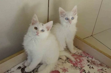 Van kedileri için ‘kırmızı alarm’ kaldırıldı 