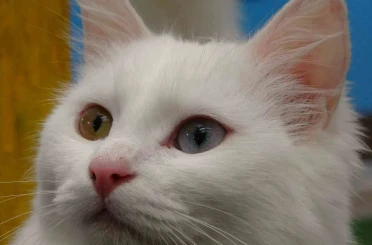 Van kedileri yılda üç kez kızgınlık dönemine giriyor 