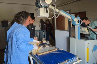 Van’da deprem sonrası enkaz altından yaralı çıkarılan kuzular tedavi altına alındı 
