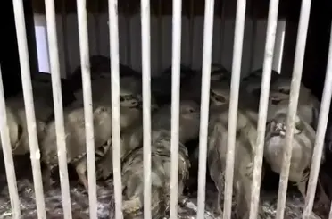 Van’da kafes avcılığı yapan 2 şahsa 211 bin 764 TL idari para cezası uygulandı
