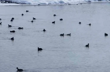 Van’da Kaz Gölü kuşların mekanı oldu 