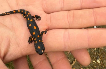 Van’da nadir rastlanan benekli semender görüldü 