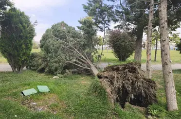Van’da şiddetli rüzgar ağaçları ve kamelyaları devirdi
