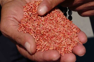 Van’da tarıma destek: 3 yılda 11 bin 322 ton tohum dağıtıldı