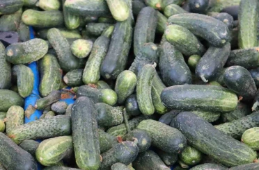 Vatandaş pahalı bulsa da almaktan vazgeçemiyor 