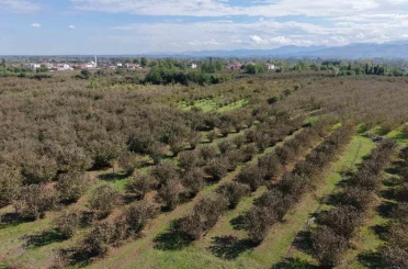 Verimli topraklar ağaçlarla kaplanıyor: Çarşamba Ovası tarımdan uzaklaşıyor 
