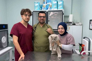 Veterinerde deprem etkisi yapan kedi Türkiye’nin gündeminde 