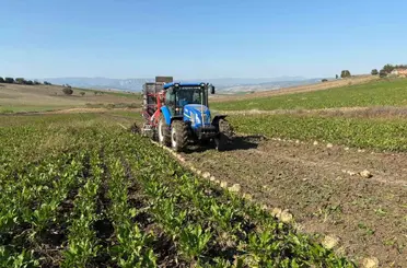 Vezirköprü’de pancar hasat dönemi başladı
