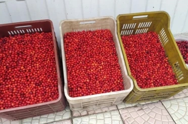 Vitamin deposu kızılcık tezgahlarda yerini aldı 