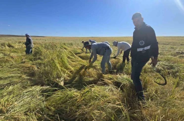 Volkanik arazide yetiştirilen Karacadağ pirinci zengin mineral oranıyla dikkat çekiyor 
