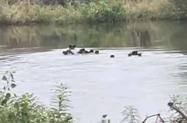 Yaban domuzları Meriç Nehri üzerinden Yunanistan’a geçti 