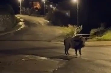 Yaban domuzları yerleşim alanında yiyecek aradı 