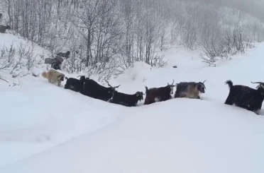 Yaban domuzunun saldırısına uğrayan çoban kameraya yansıdı 