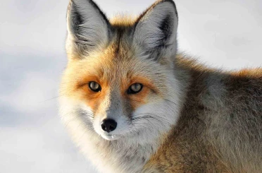 Yaban hayvanlarının yerleşim yerlerine inmesi endişelendiriyor 