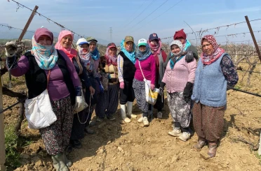 Yağışa teslim olan bağlar ayağa kalktı 