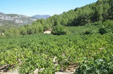 Yağmur, dolu ve sıcaklık siyah incirde rekolte kaybına neden oldu
