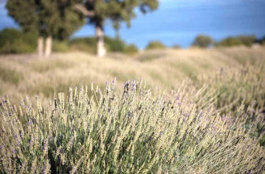 Yağmur suyuyla yetişiyor, yurt dışına ihracat ediliyor 