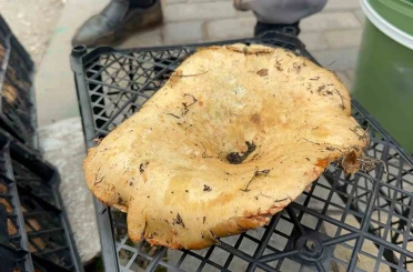 Yağmur yağdı, fiyatı 300 liradan 100 liraya düştü 