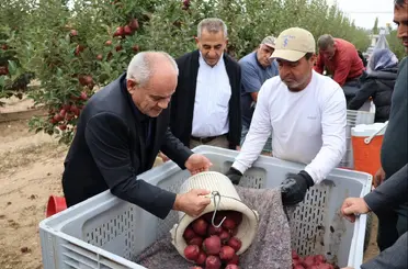 Yahyalı’da elma hasadı başladı
