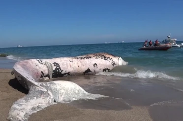 Yaklaşık 16 metre: 4 yıl önce gömülen ’Balina’nın iskeleti bilimsel kazıyla çıkarılacak 