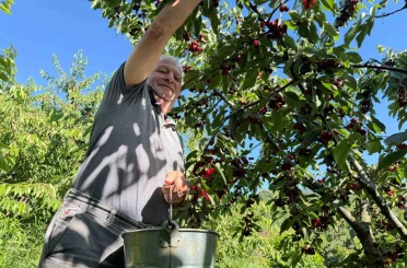 Yalova Dereköy’de ’Kırmızı Altın’ hesadı başladı 