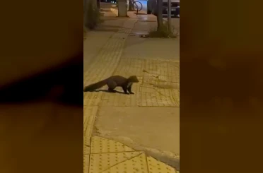 Yalova şehir merkezinde sansar görüntülendi 