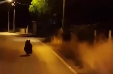 Yalova’da ayı köy yoluna indi 