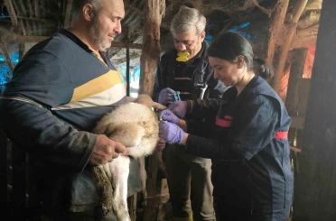 Yalova’da hayvan sağlığına yönelik çalışmalar sürüyor 