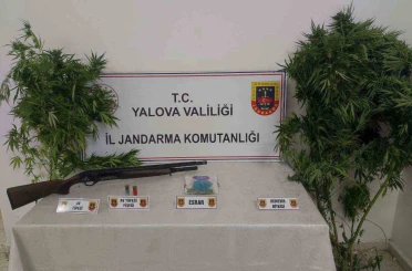 Yalova’da ormanlık alanda uyuşturucu yetiştiren 2 şüpheli yakalandı 