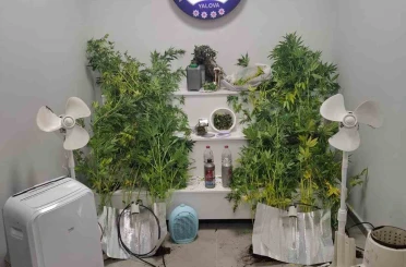 Yalova’da saklandığı evde uyuşturucu yetiştiren hükümlü yakalandı