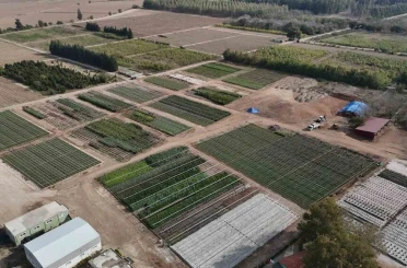 Yanan ormanlar üretilen milyonlarca fidanla yeşerecek 