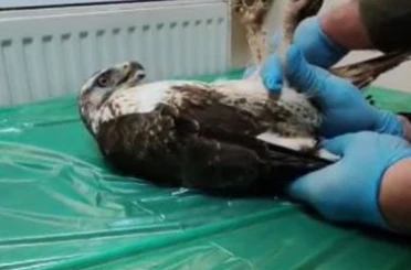 Yaralı bulunan şahin, tedavisinin ardından doğaya salındı 