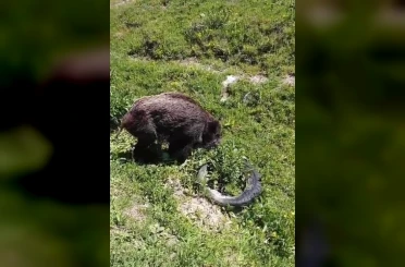 Yaralı domuz köy yakınlarında görüntülendi 