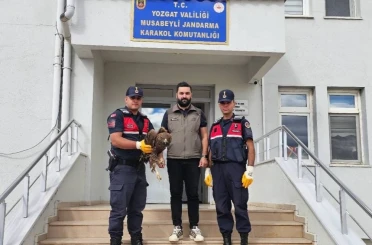 Yaralı halde bulunan kartal koruma altına alındı 
