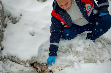 Yaralı halde bulunan kurt tedavi altına alındı 