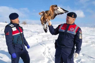 Yaralı kızıl şahin koruma altına alındı 