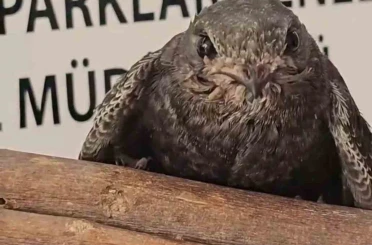 Yaralı kuşlar Doğa Koruma ve Milli Parklar ekipleri sayesinde hayata tutundu 