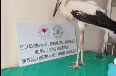 Yaralı leylek tedavisinin ardından doğaya bırakıldı