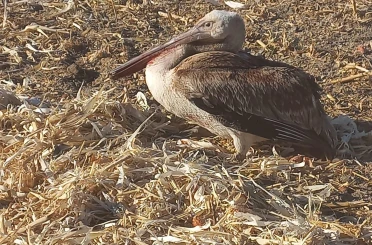 Yaralı pelikana vatandaşlardan yardım eli