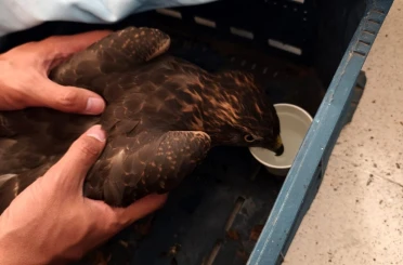 Yaralı şahin jandarma ekiplerince bulundu 