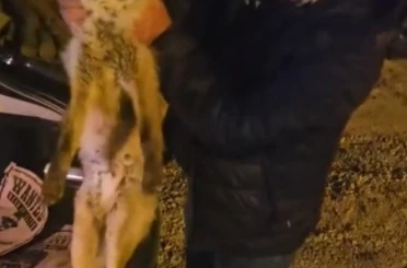 Yaralı tilki için seferber oldu 