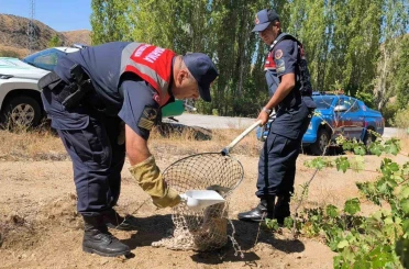 Yaralı tilki koruma altına alındı 
