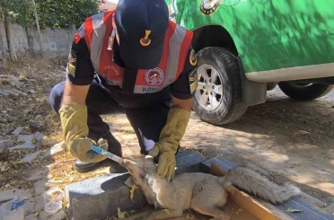 Yaralı tilki tedavi altına alındı 