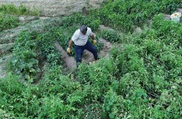 Yarım yüzyıllık ata tohumu domatesler köyleri şaşkına çevirdi 